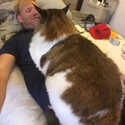 chubby Maine Coon cat lying on top of its owner