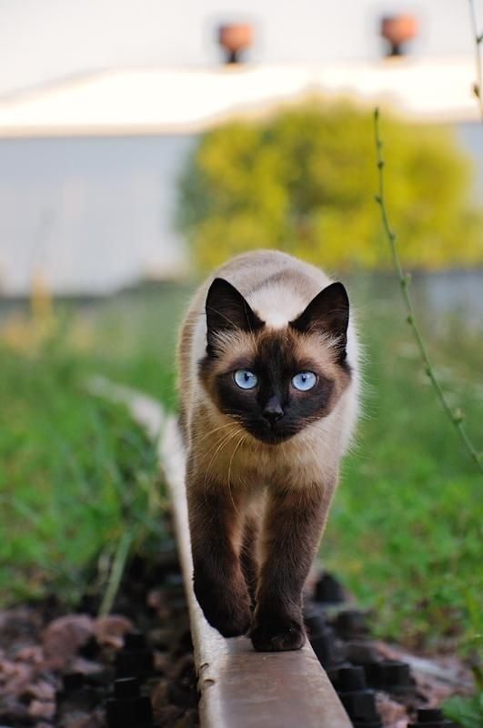 Siamese Cat taking a walk in the garden