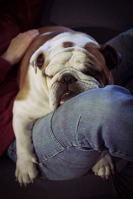 cute english bulldog sleeping on its owner's lap
