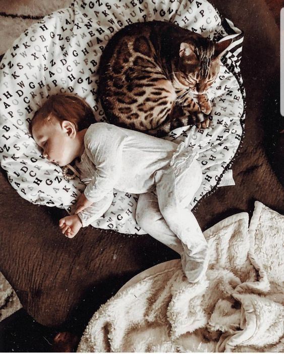 A Bengal Cat curled up sleeping on the bed next to a baby