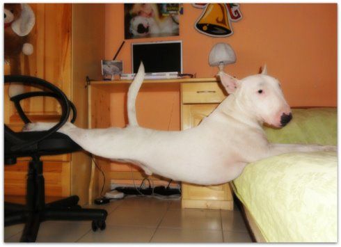English Bull Terrier with its body stretched between the bed and chair