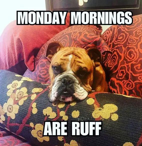 photo of a tired Bulldog lying on the bed and with text - Monday Mornings are ruff