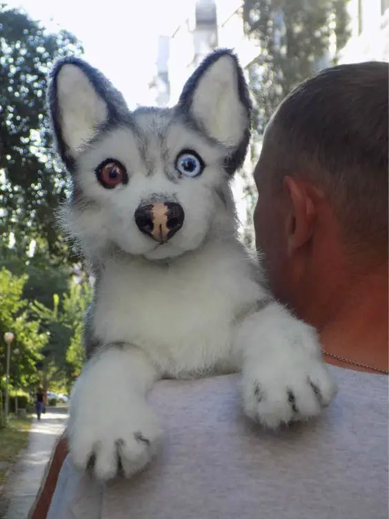 A Husky puppy in the arms of a man