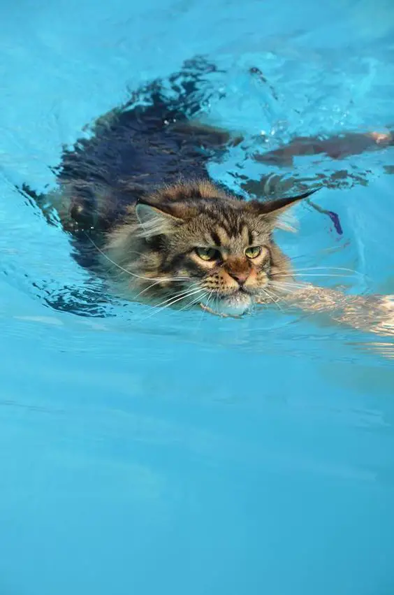 Maine Coon Cat swimming in the pool