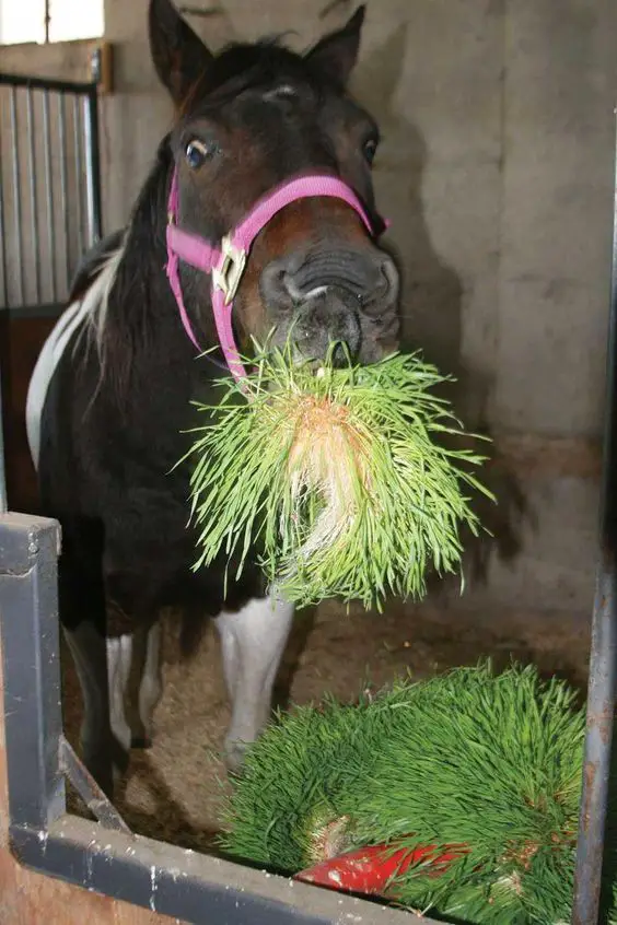a brown horse eating green grass