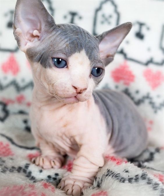 A gray and cream colored Sphynx kitten sitting on top of the blanket