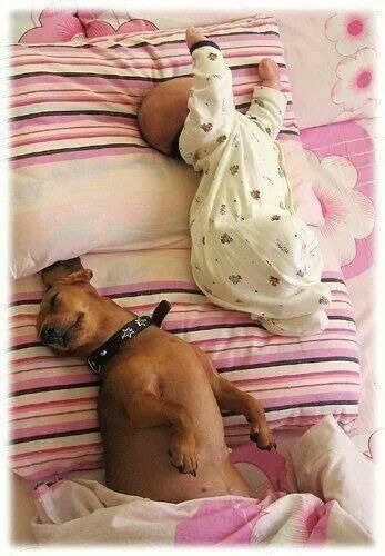 A Dachshund sleeping on the bed with a baby stretching her body on top of her