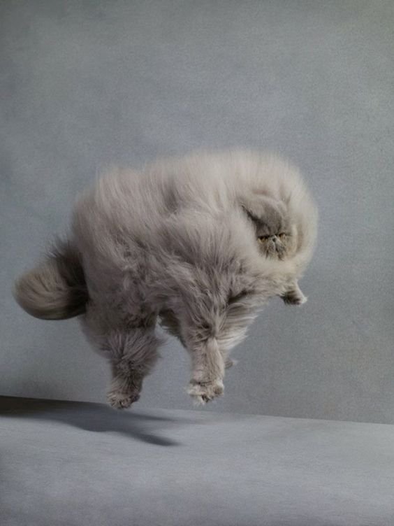 gray Persian Cat jumping