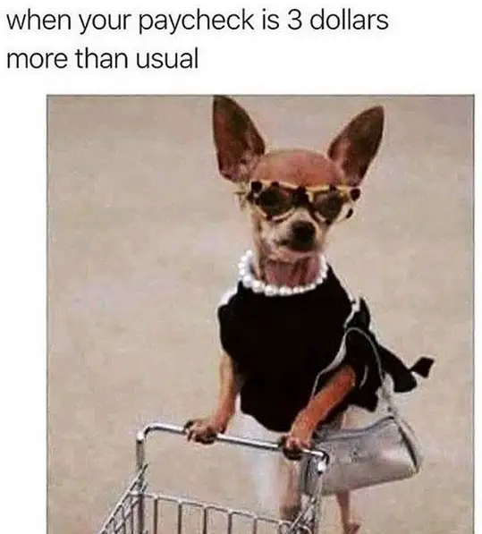 Chihuahua in Audrey Hepburn looking pushing a cart photo with a caption 