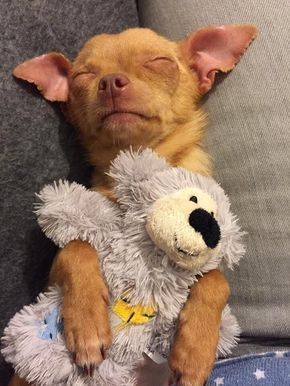 Chihuahua sleeping on the bed with its teddy bear