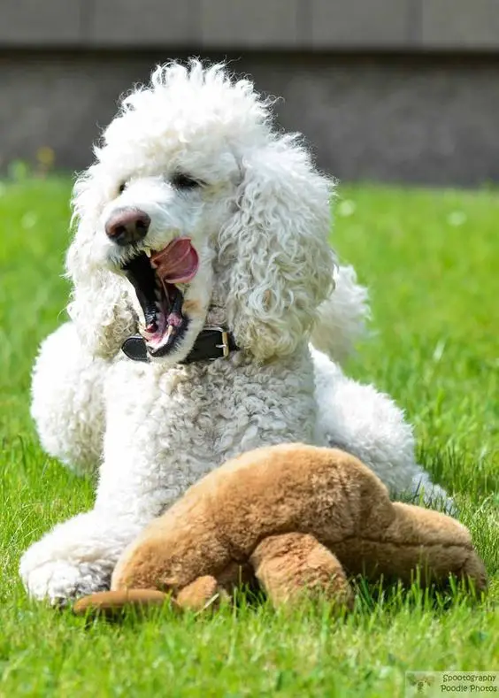 Poodle lying down on the green grass with its stuffed toy while licking its mouth