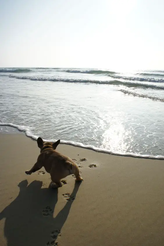 A French Bulldog running by the seashore