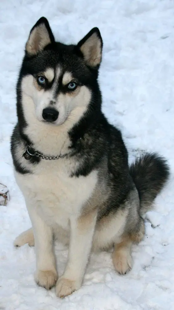 A Husky sitting in snow