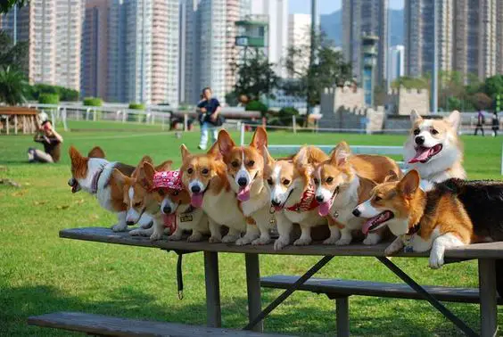 aligned Corgis sitting on the bench at the park