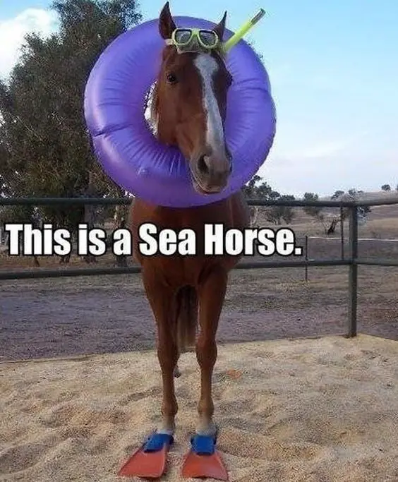 Funny Horse Meme of a horse wearing snorkeling goggles and fins with a ring life saver on its head and a text 