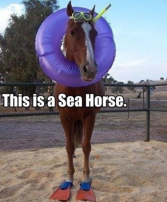 Funny Horse Meme of a horse wearing snorkeling goggles and fins with a ring life saver on its head and a text 