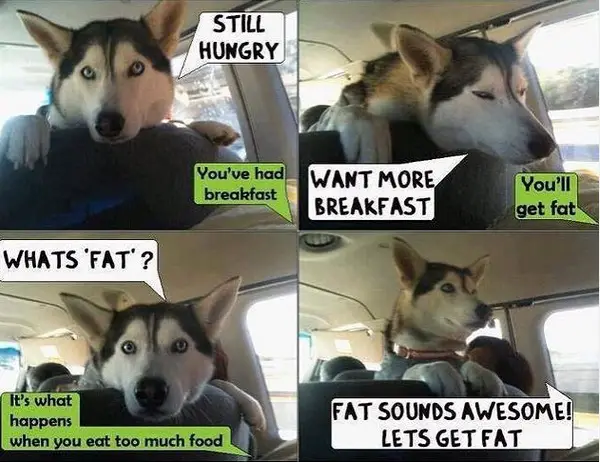 a hungry husky in the backseat