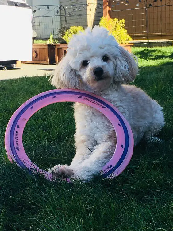 A Playing fetch lying on the grass with a large ring toy