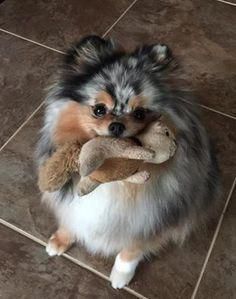 Pomeranian with a stuffed toy in its mouth