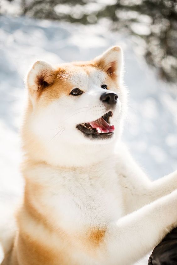 An Akita Inu standing up leaning towards the person while outdoors in snow