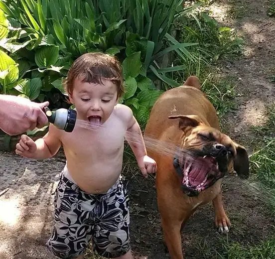 a kid and a boxer dog trying to catch the water from the hose with their mouth in the garden