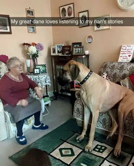Great Dane sitting on the couch while looking at a grandma with a text 