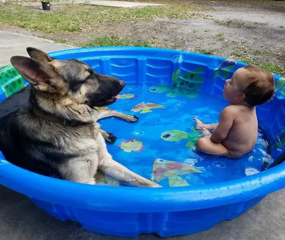 A German Shepherd lying in a small pool in front of a baby