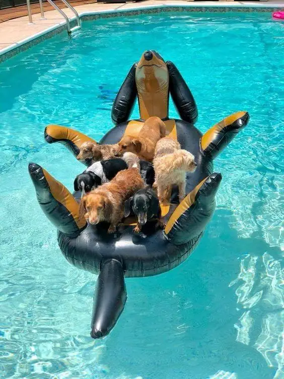 six Dachshund in the large Dachshund inflatable float in the pool 