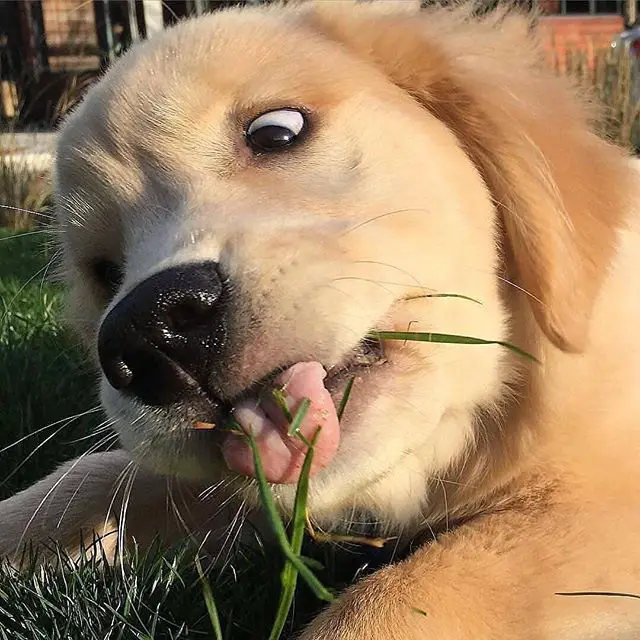 Golden Retriever puppy lying on the green grass eating grass