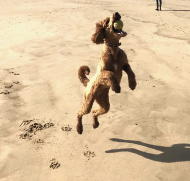 A Poodle catching a tennis ball at the beach