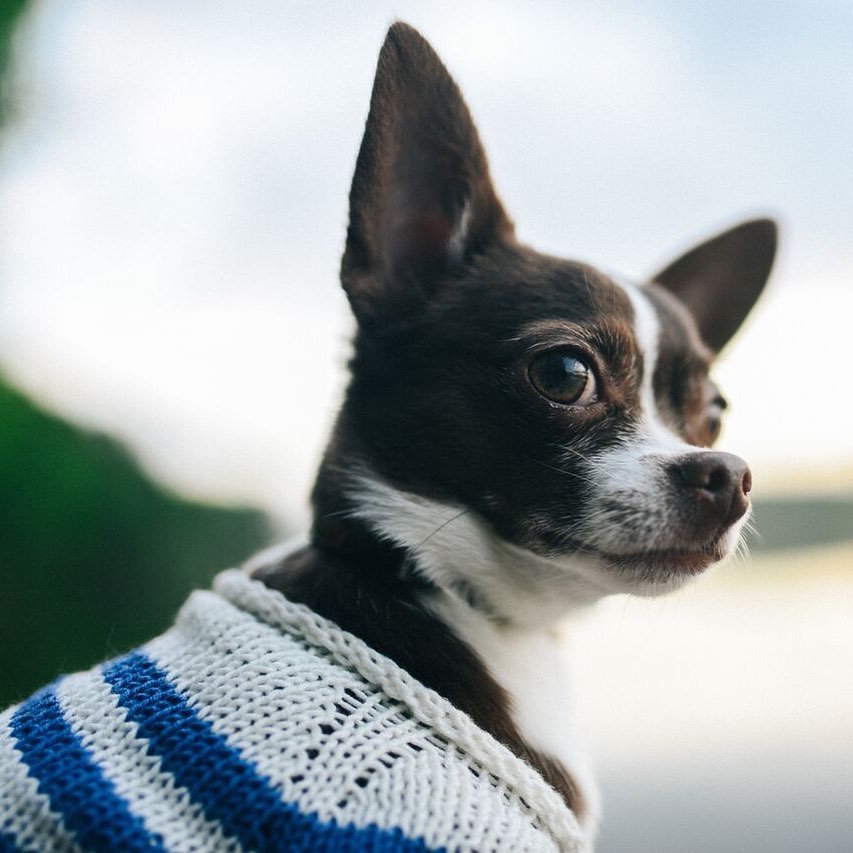 A Chihuahua wearing a sweater by the lake