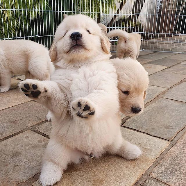 funny Golden Retriever puppy standing up
