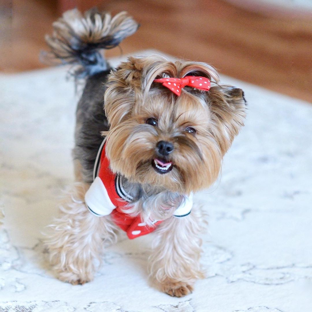 A Yorkshire Terrier wearing a shirt and a ribbon tie on top of its head while standing on the floor while smiling