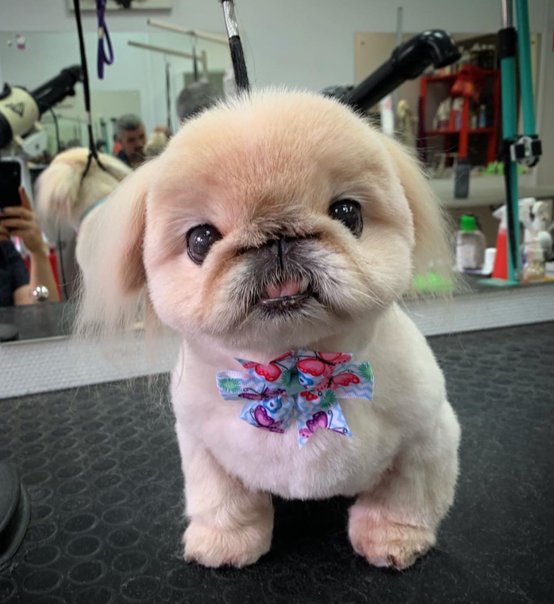 A Pekingese wearing a floral bow tie sitting on top of the grooming table