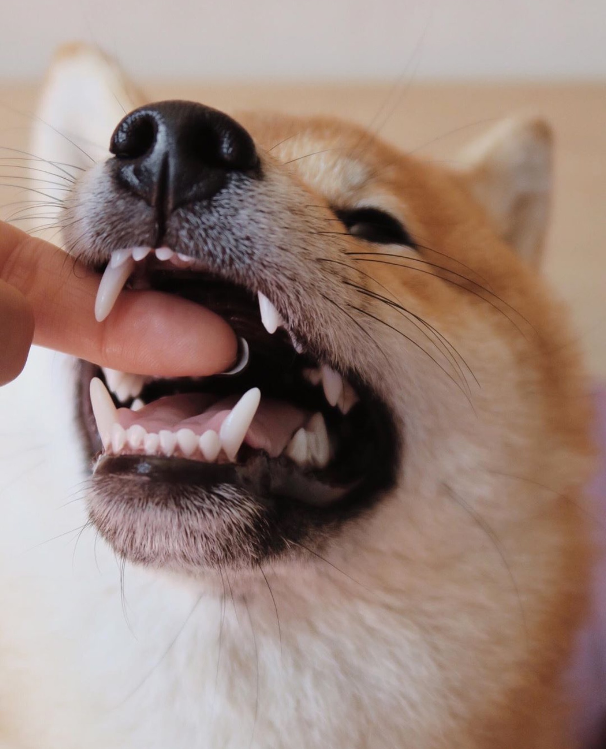 Shiba Inu with a finger in it's mouth