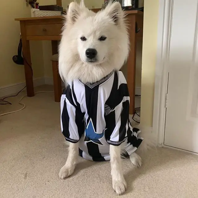 Samoyed sitting on the floor wearing a striped t-shirt