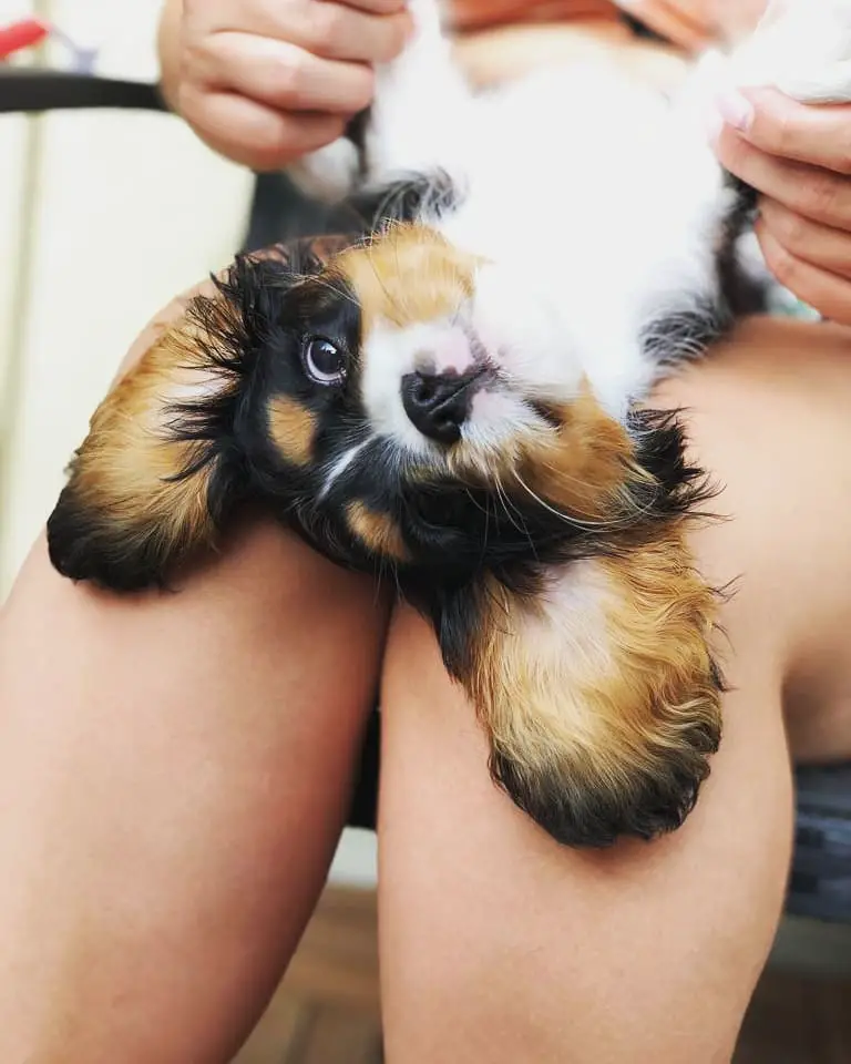 Cavalier King Charles Spaniel lying upside down on the lap of a woman