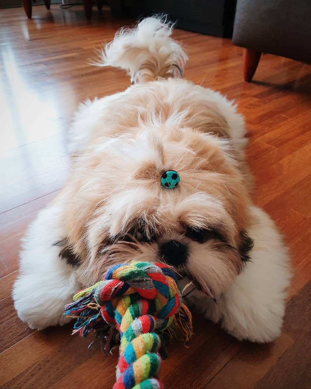 Shih Tzu lying down on the floor playing its tug toy