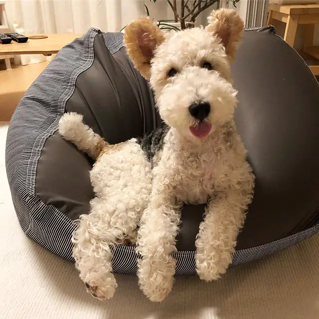 A Fox Terrier lying on the soft chair