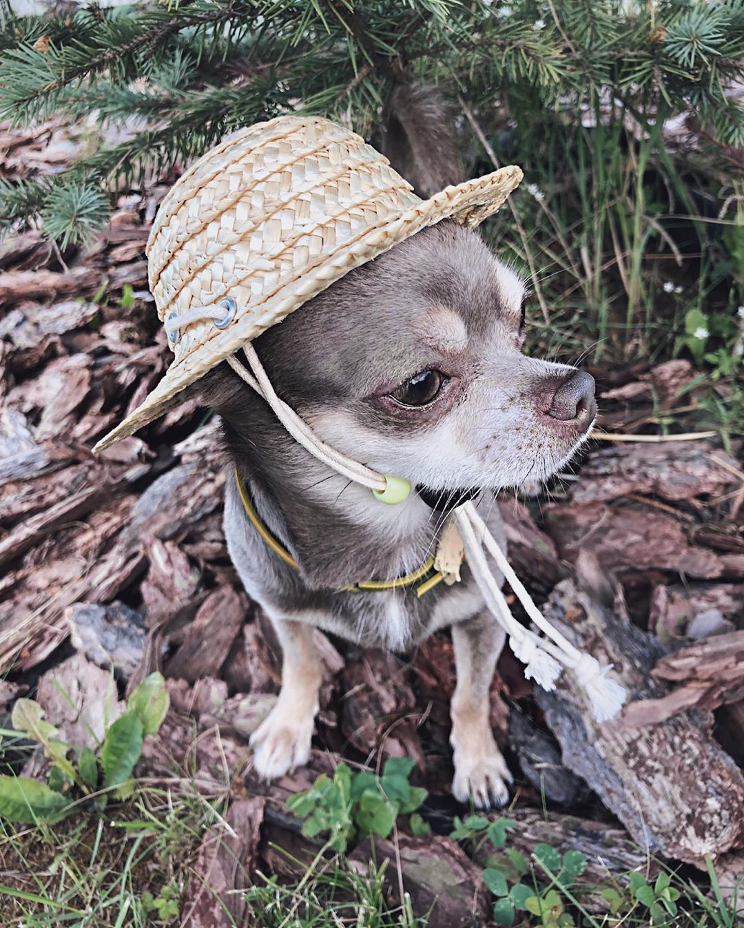 A Chihuahua rattan hat while sitting on the ground in the forest