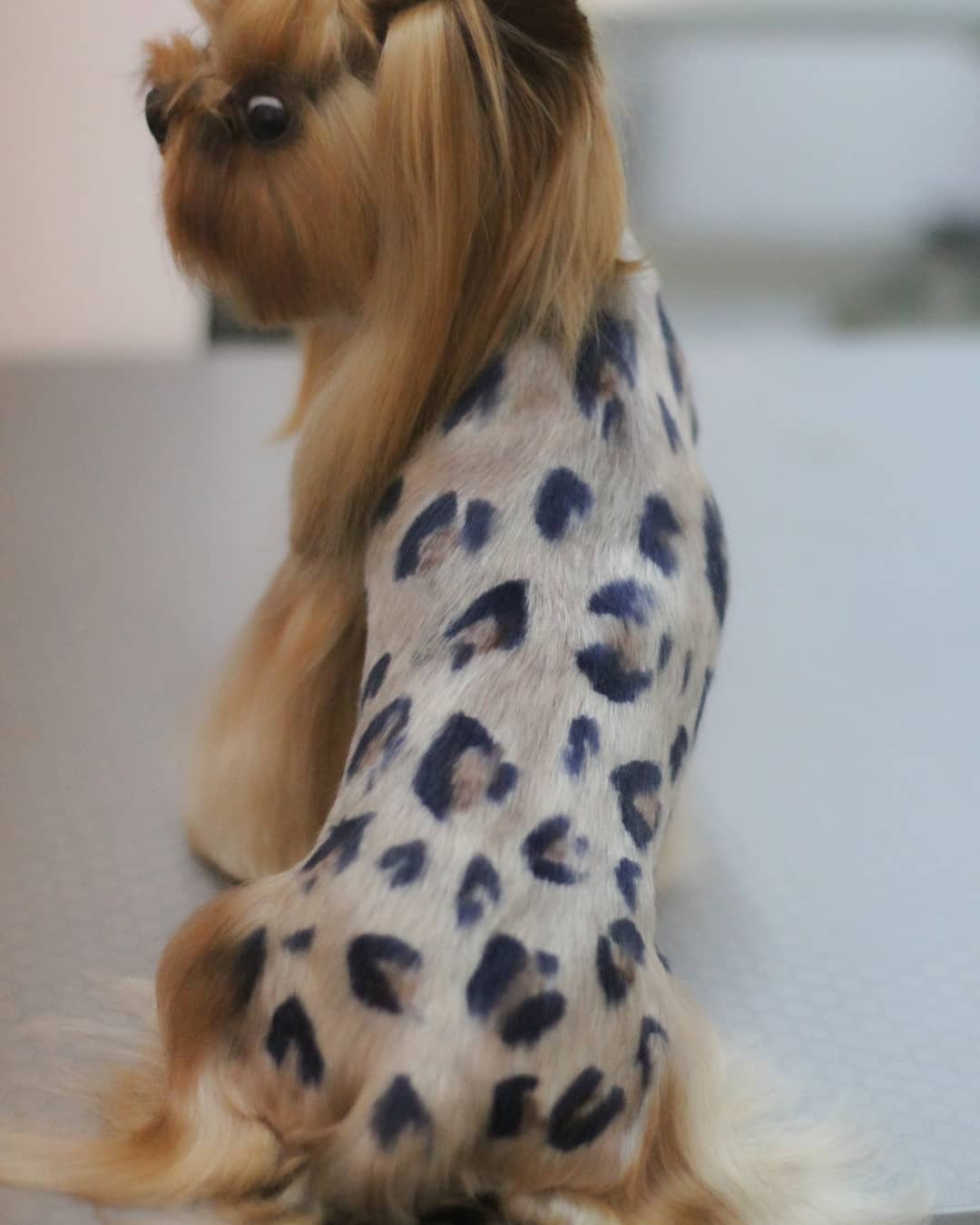 Yorkshire Terrier sitting on the floor showing its leopard print on its back