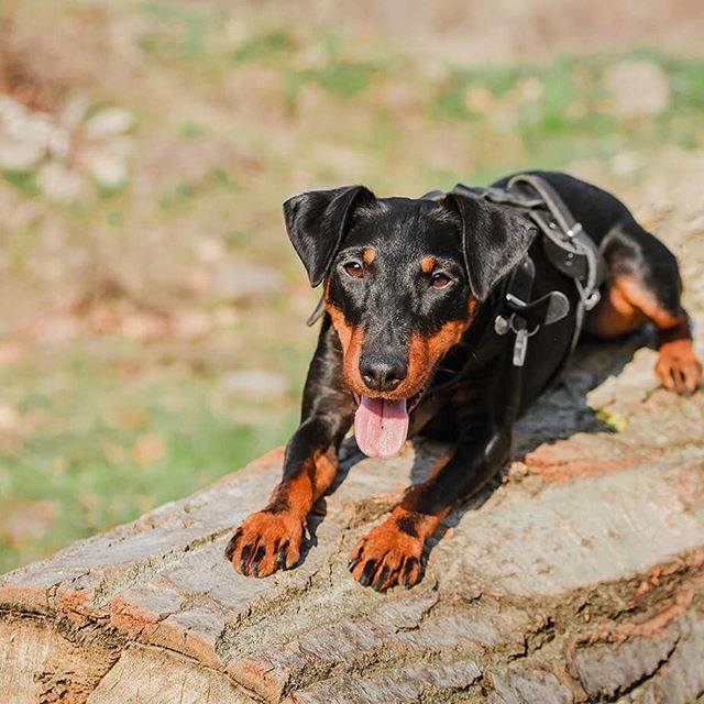 Jagdterrier lying on top of a laid down tree tunk