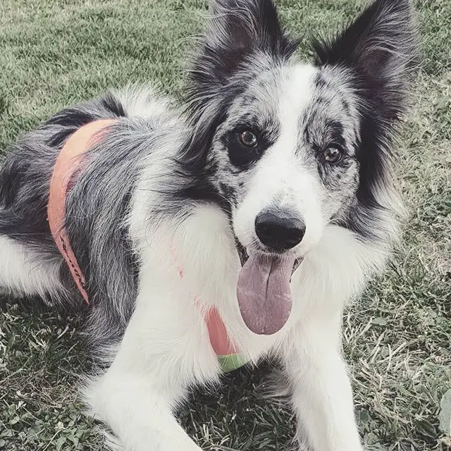 Border Collie smiling with its tongue out lying on the green grass