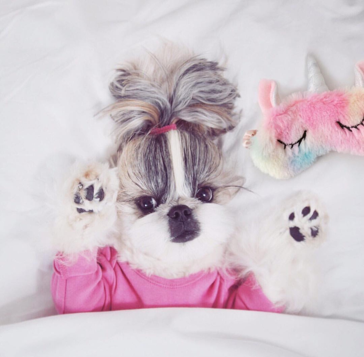 A Shih Tzu wearing a pink hair tie and pink sweater while snuggled in bed with her unicorn eye mask