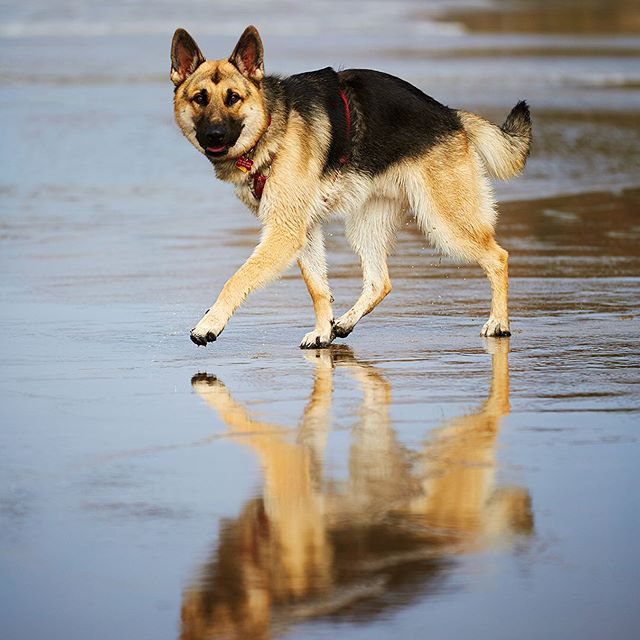 German Shepherd dog walking by the seashore