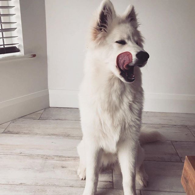 Samoyed sitting on the floor while licking the side of its mouth