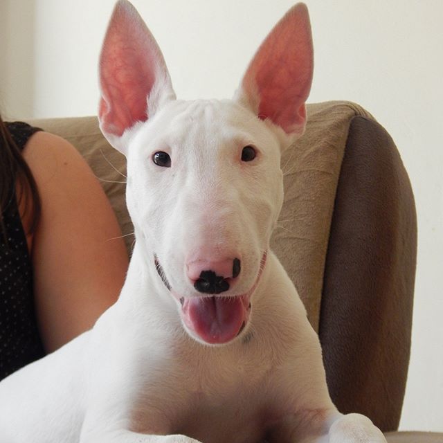 A Bull Terrier sitting on the lap of a woman sitting on the chair
