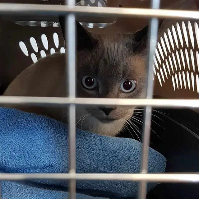Siamese Cat inside its cage