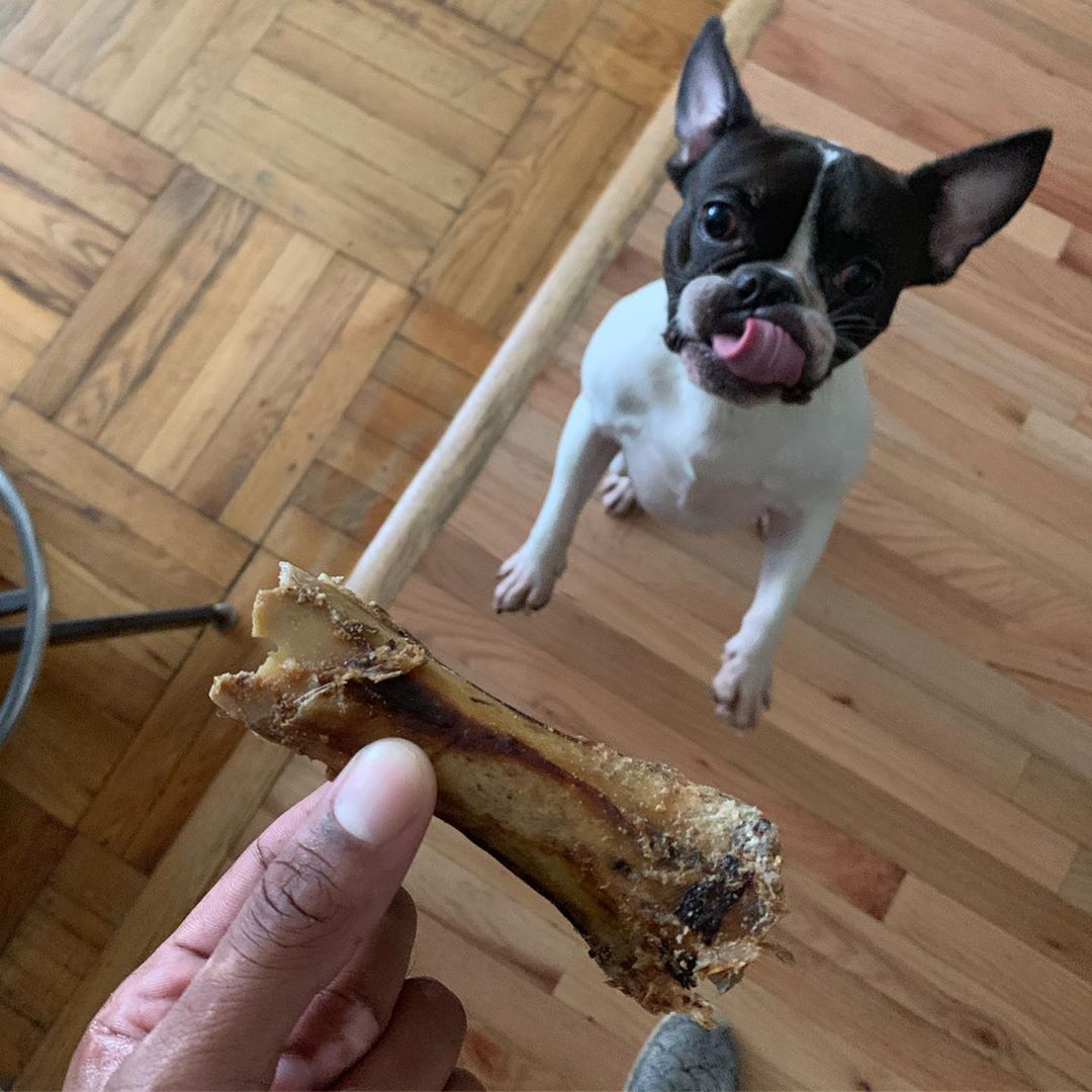 A Boston Terrier standing up staring at the bone while licking its mouth