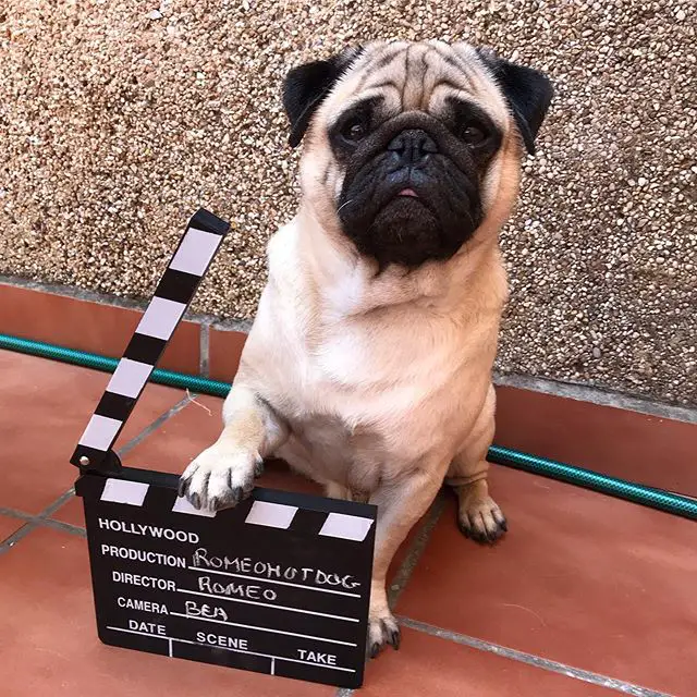 A Pug sitting on the floor with its one paw on top of the director's clapperboard